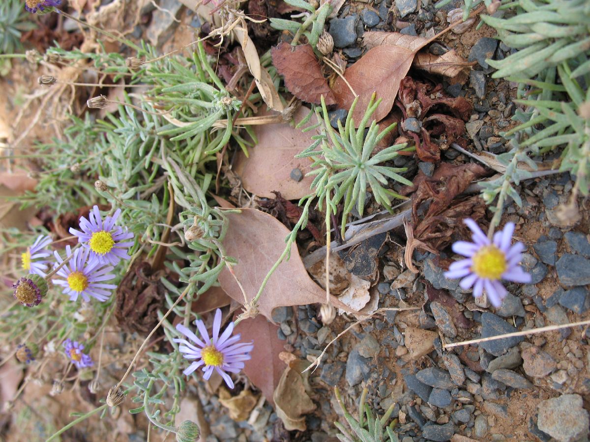 Asteraceae  