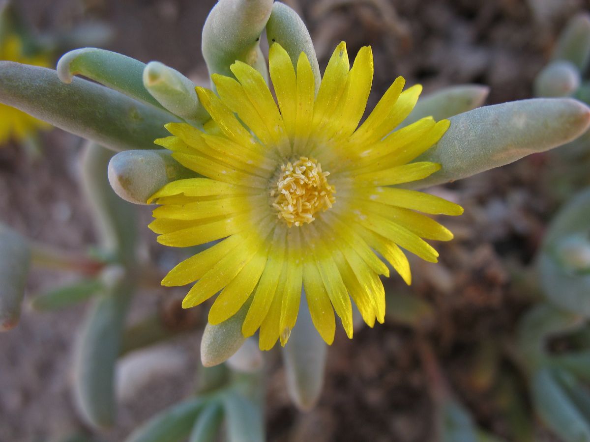 Aizoaceae Hereroa 