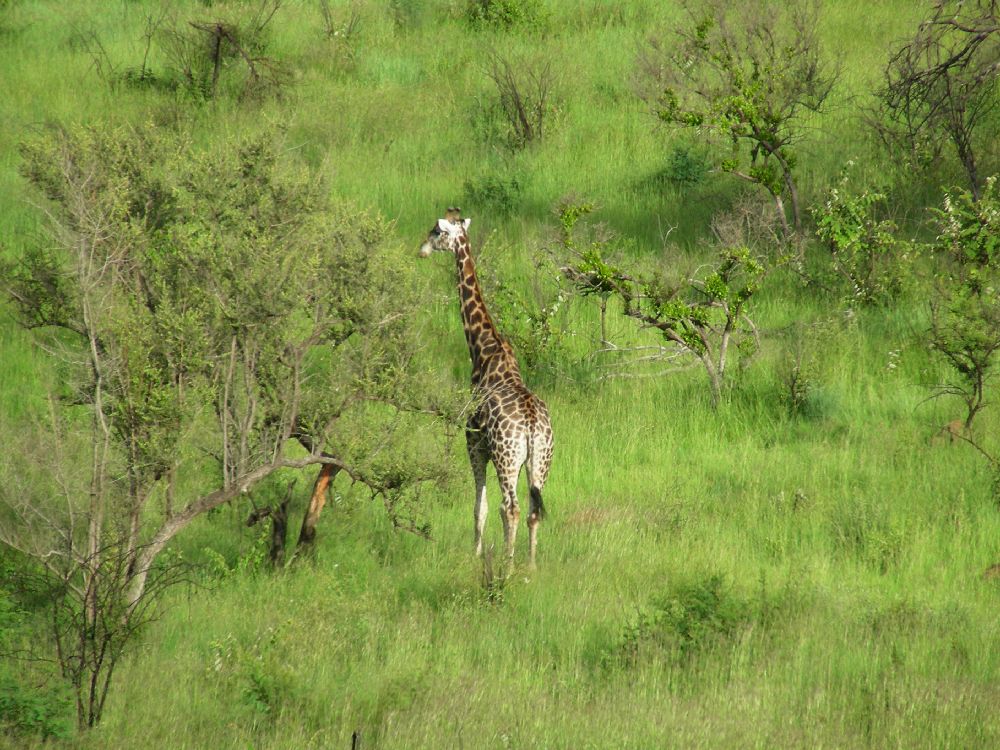  Giraffa camelopardalis