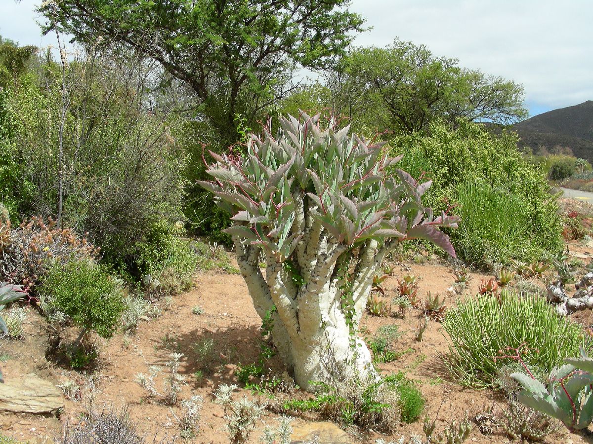 Vitaceae Cyphostemma juttae