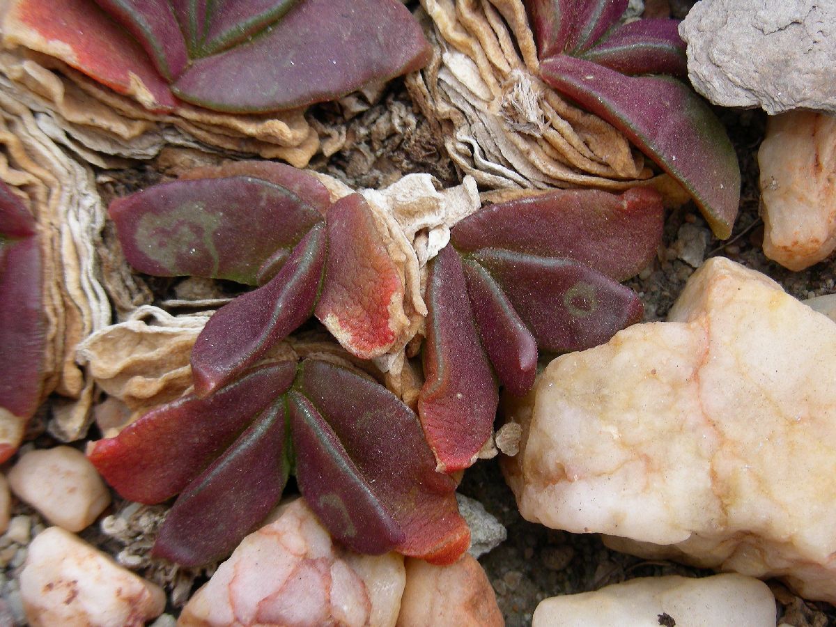 Aizoaceae Glottiphyllum 