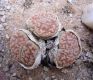 image of Lithops hookeri