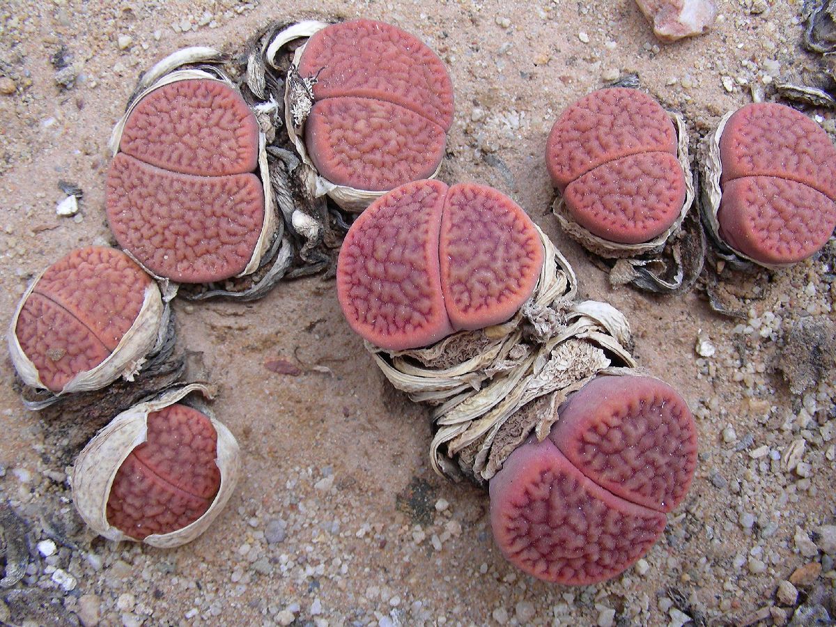 Aizoaceae Lithops hookeri