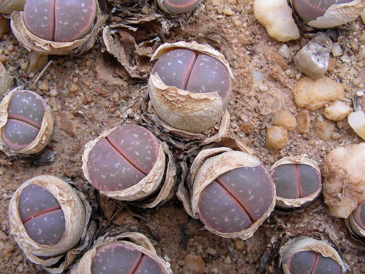 Aizoaceae Lithops olivacea