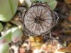 image of Cheiridopsis denticulata