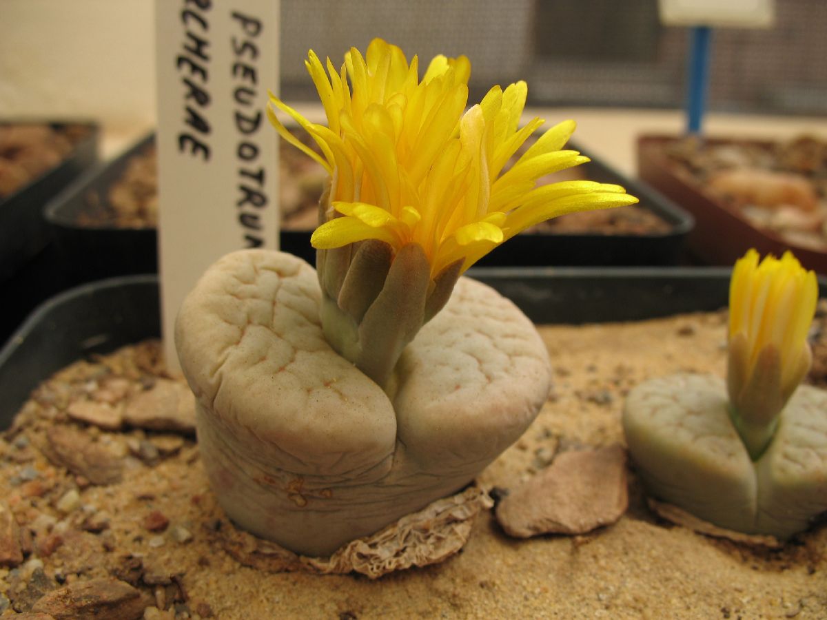 Aizoaceae Lithops pseudotruncatellus