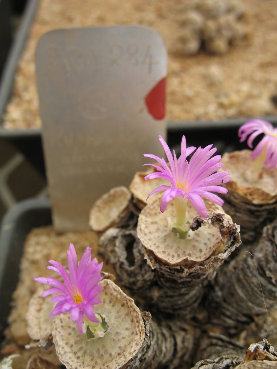 Aizoaceae Conophytum wettsteinii