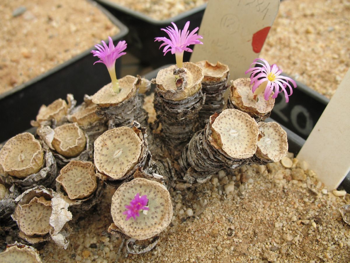 Aizoaceae Conophytum wettsteinii