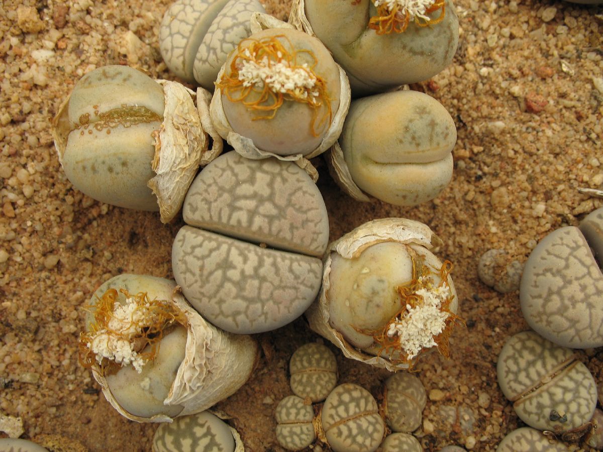 Aizoaceae Lithops steineckeana