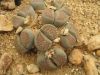 image of Lithops villetii