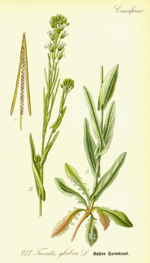 Brassicaceae Turritis glabra