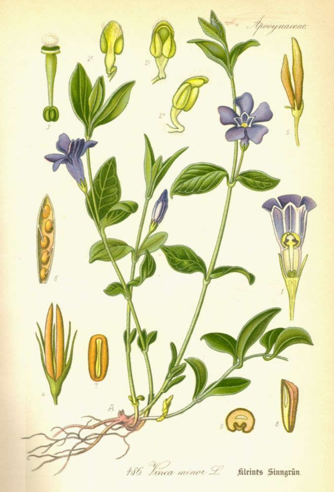 Apocynaceae Vinca minor