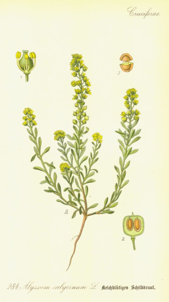 Brassicaceae Alyssum calycinum