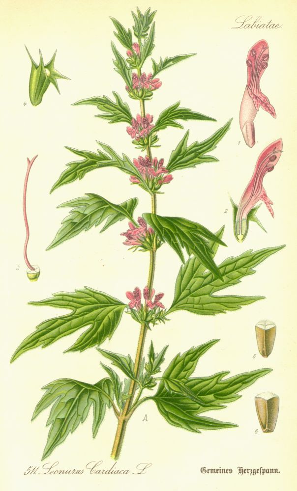 Lamiaceae Leonurus cardiaca