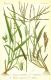 image of Panicum sanguinale