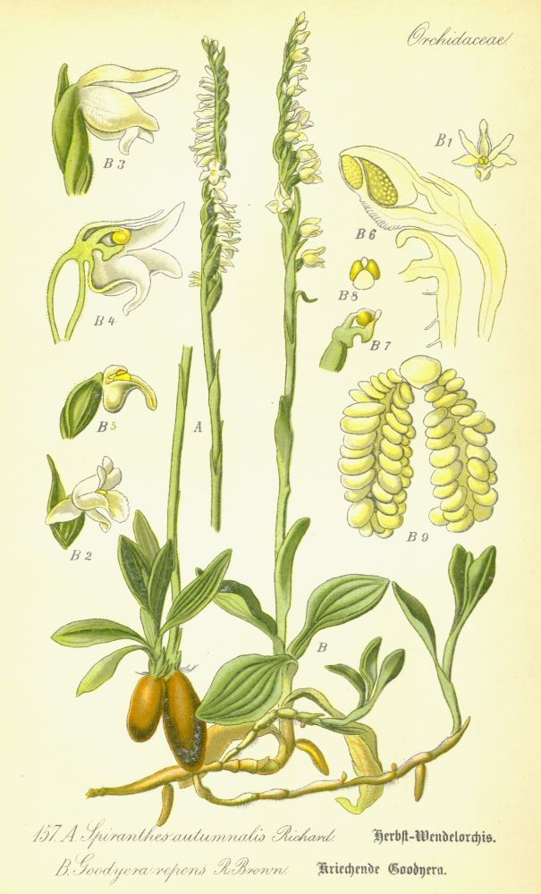 Orchidaceae Goodyera repens