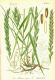 image of Triticum repens