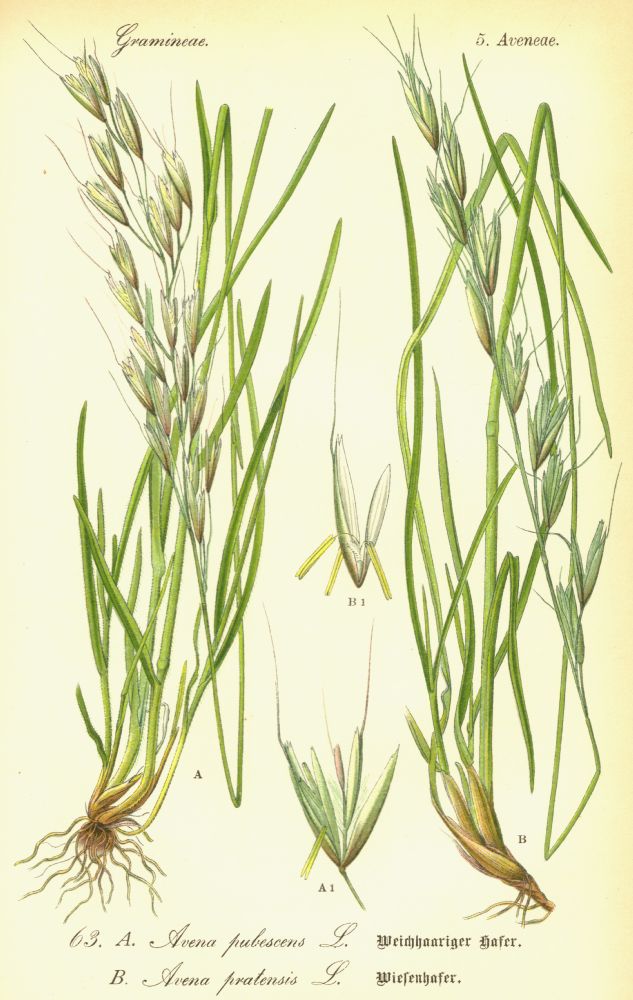 Poaceae Avena pratensis