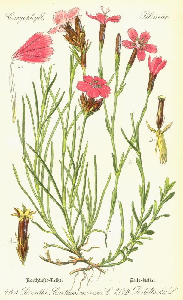 Caryophyllaceae Dianthus deltoides