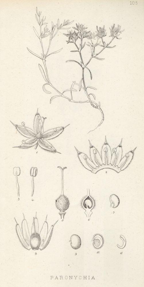 Caryophyllaceae Paronychia argyrocoma