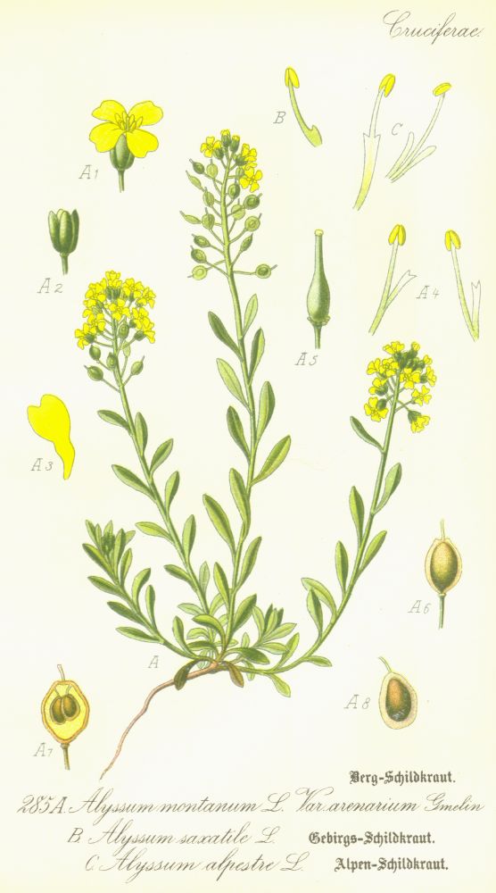 Brassicaceae Alyssum alpestre
