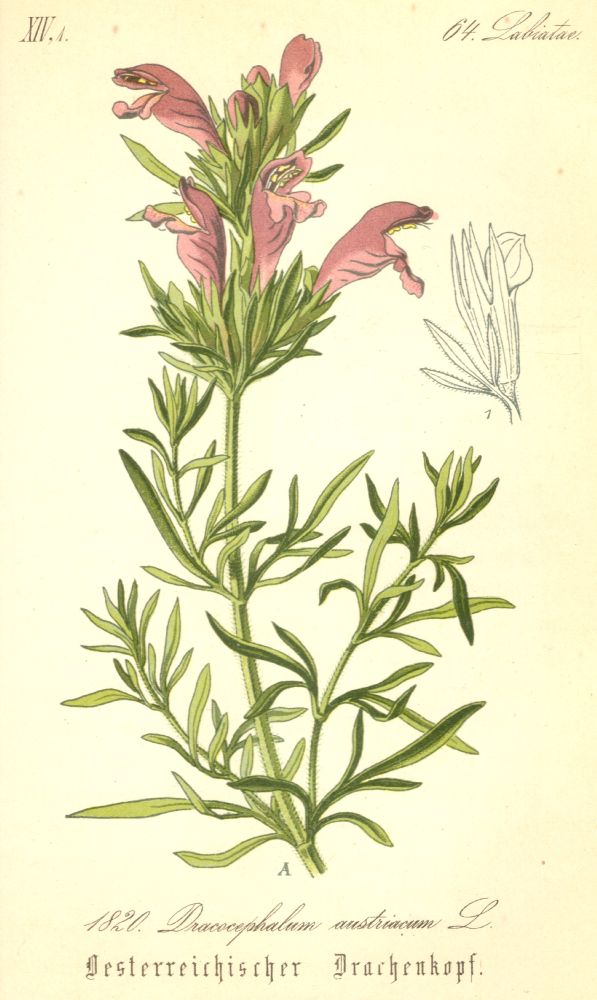 Lamiaceae Dracocephalum austriacum