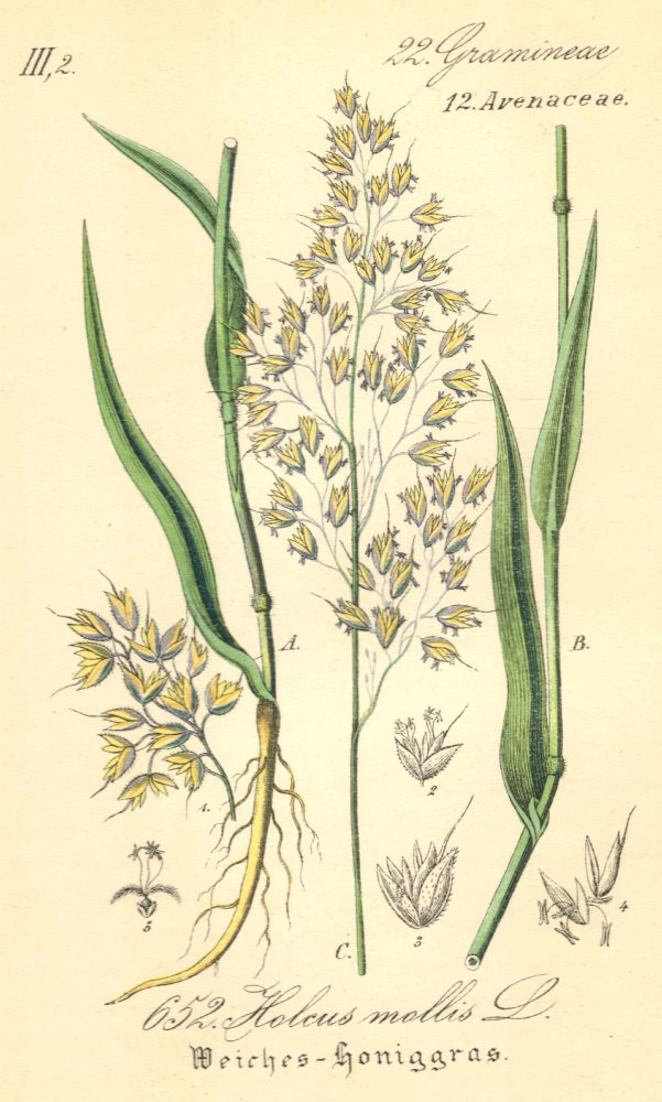 Poaceae Holcus mollis