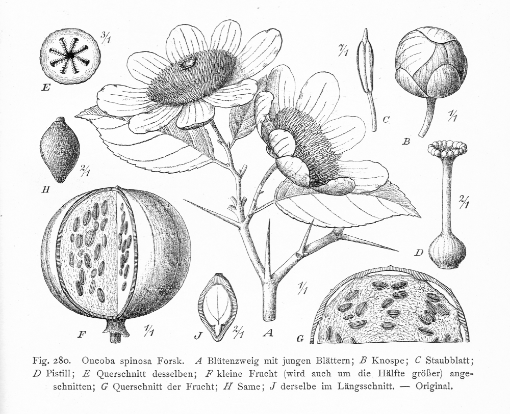 Salicaceae Oncoba spinosa