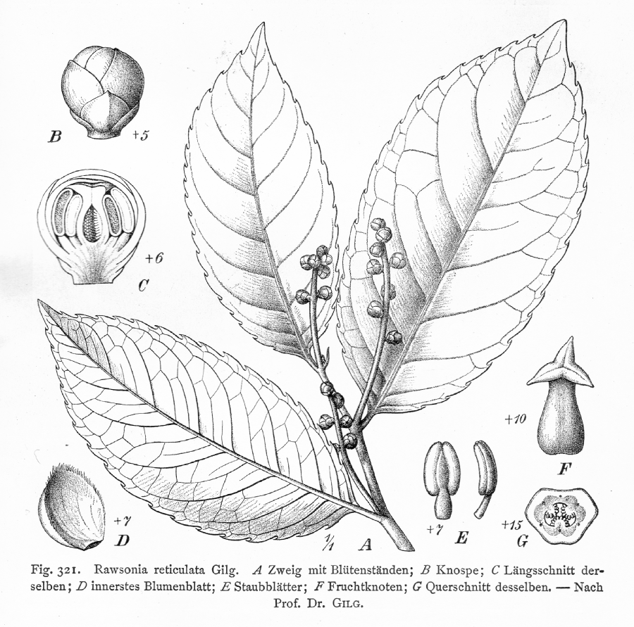 Salicaceae Rawsonia reticulata