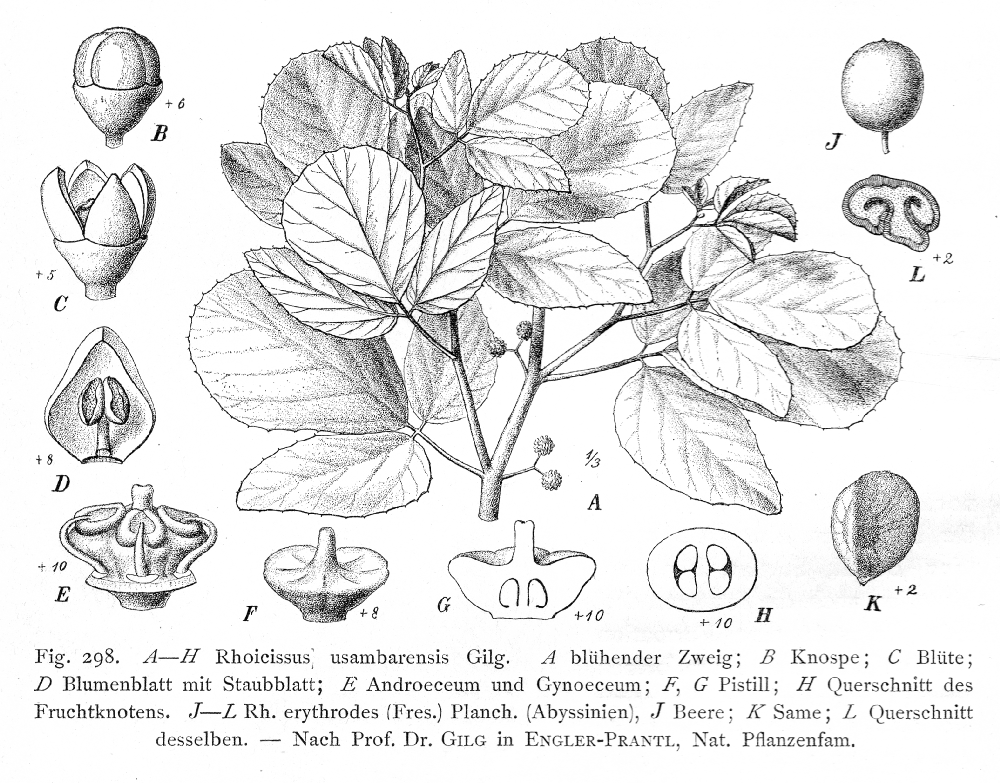 Vitaceae Rhoicissus usambarensis