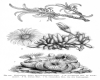 image of Mesembryanthemum densum