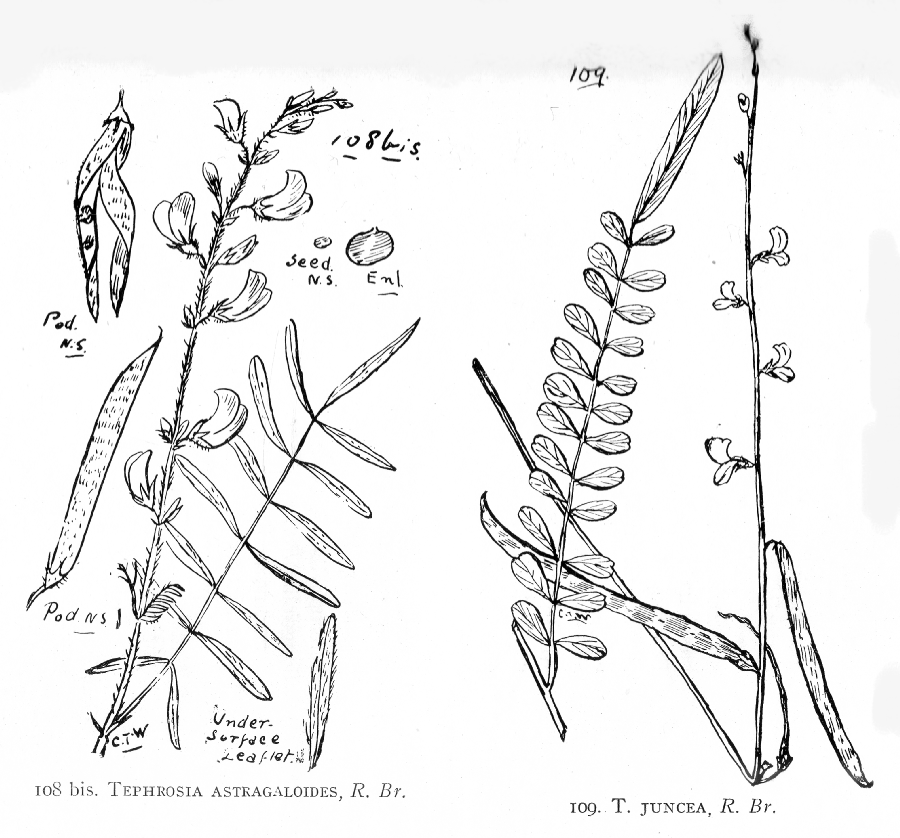 Fabaceae Tephrosia juncea