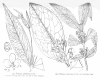image of Notelaea longifolia
