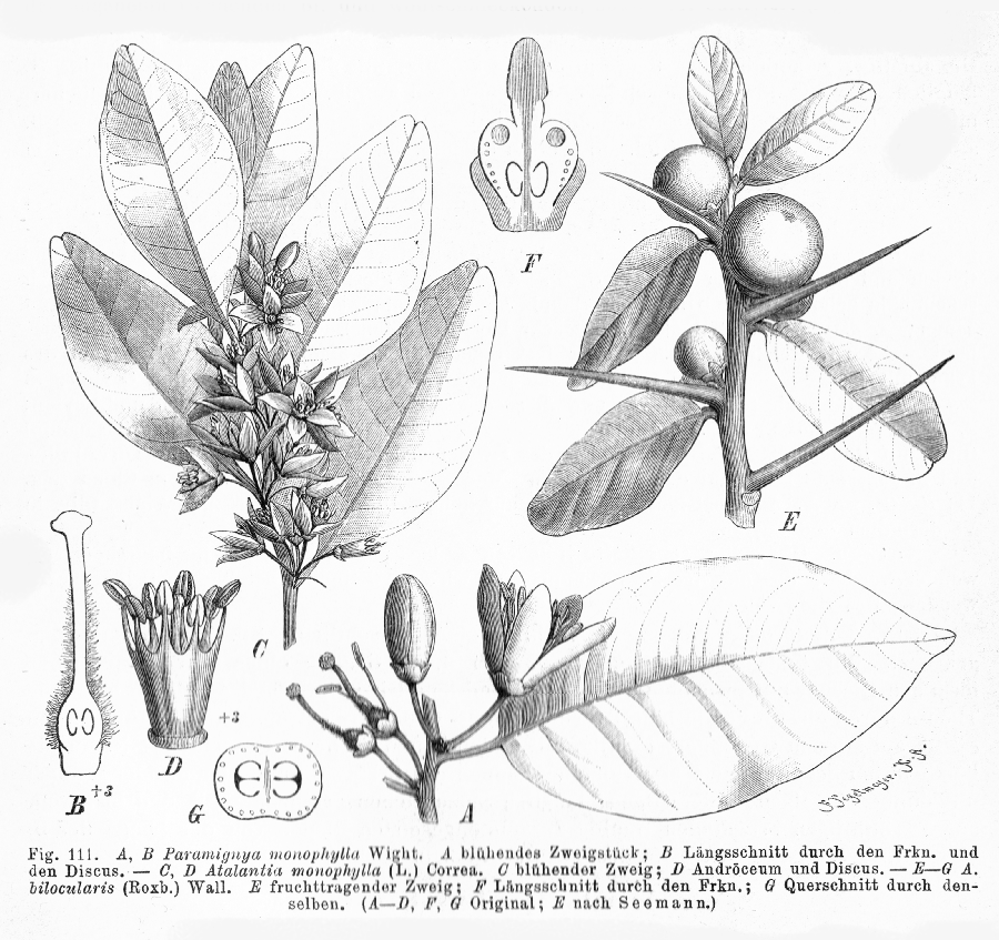 Rutaceae Atalantia bilocularis