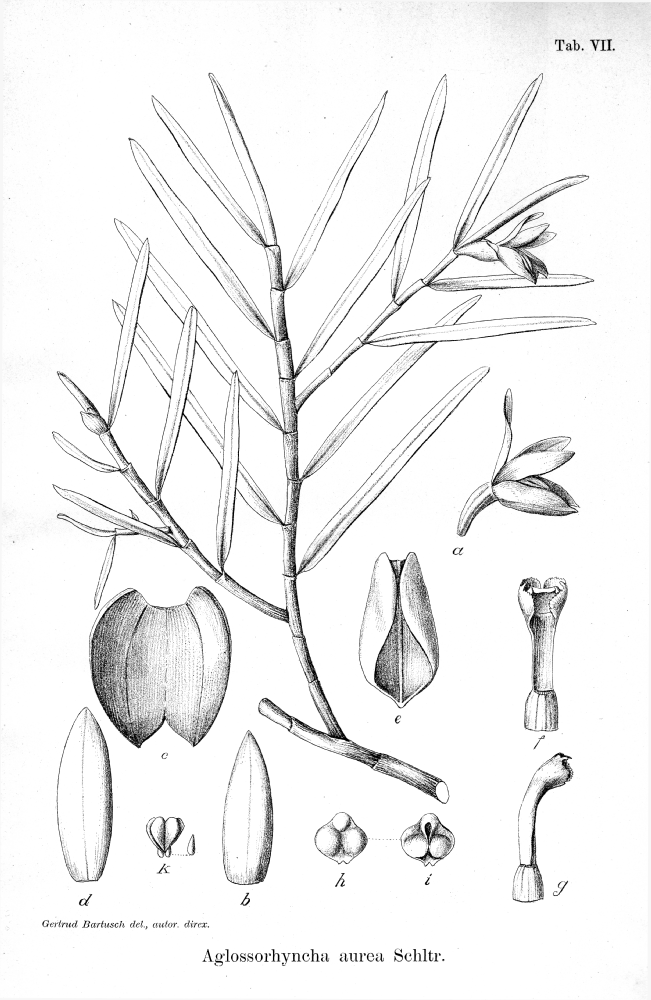 Orchidaceae Aglossorrhyncha aurea