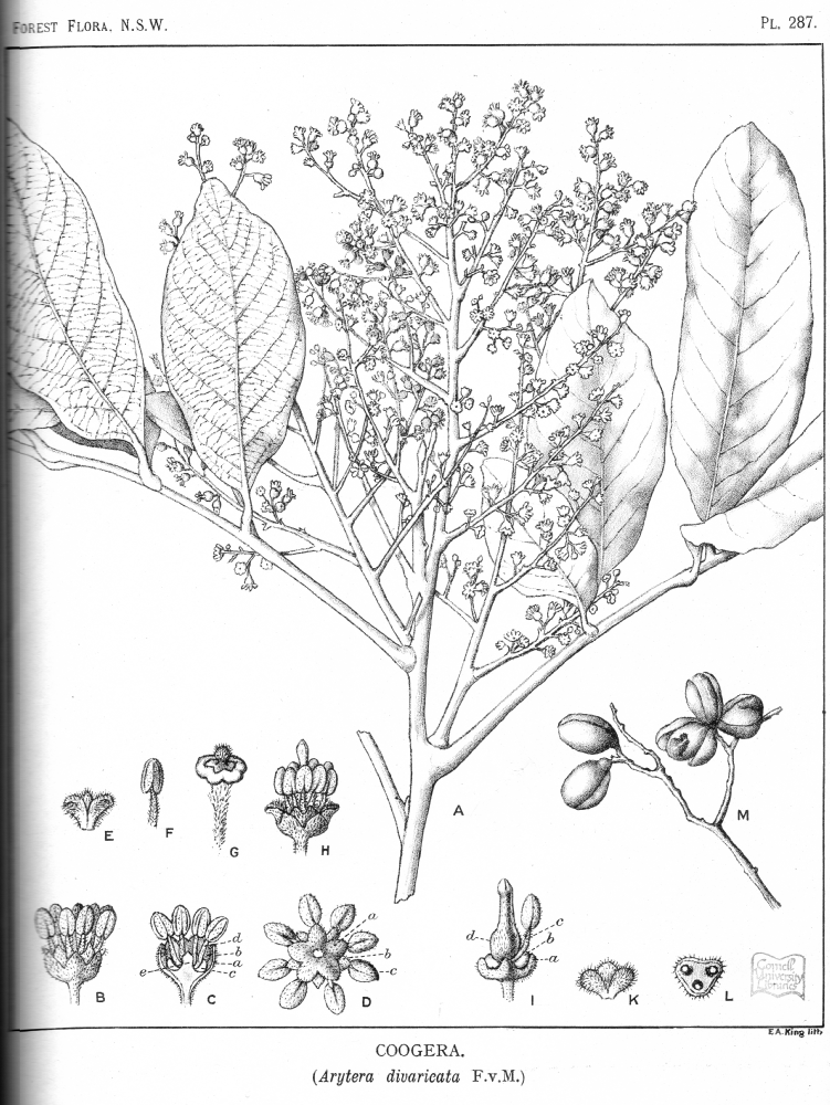 Sapindaceae Arytera divaricata