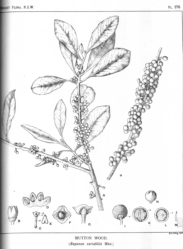 Primulaceae Rapanea variabilis