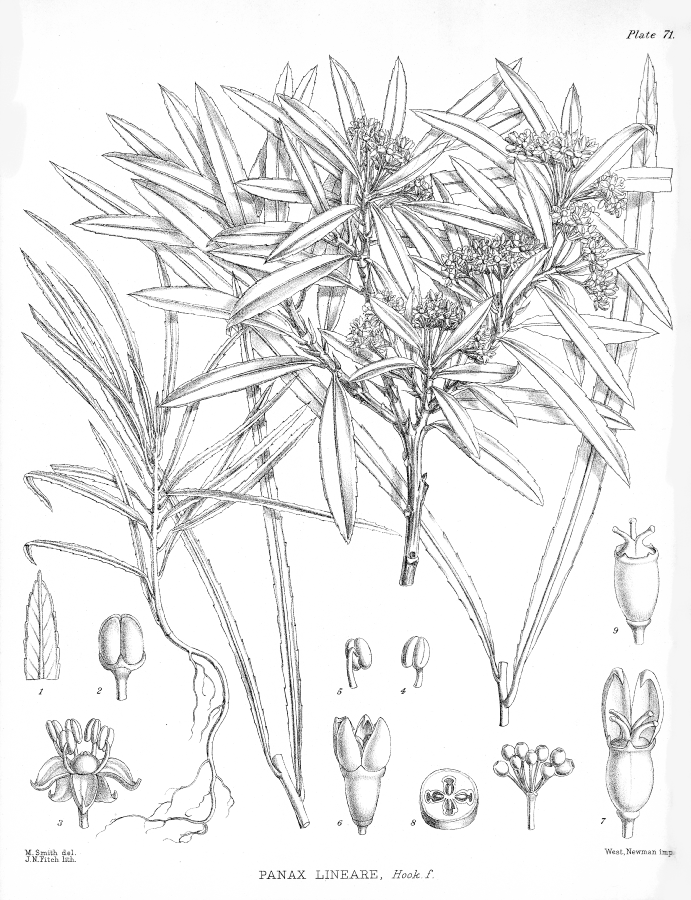 Araliaceae Panax lineare