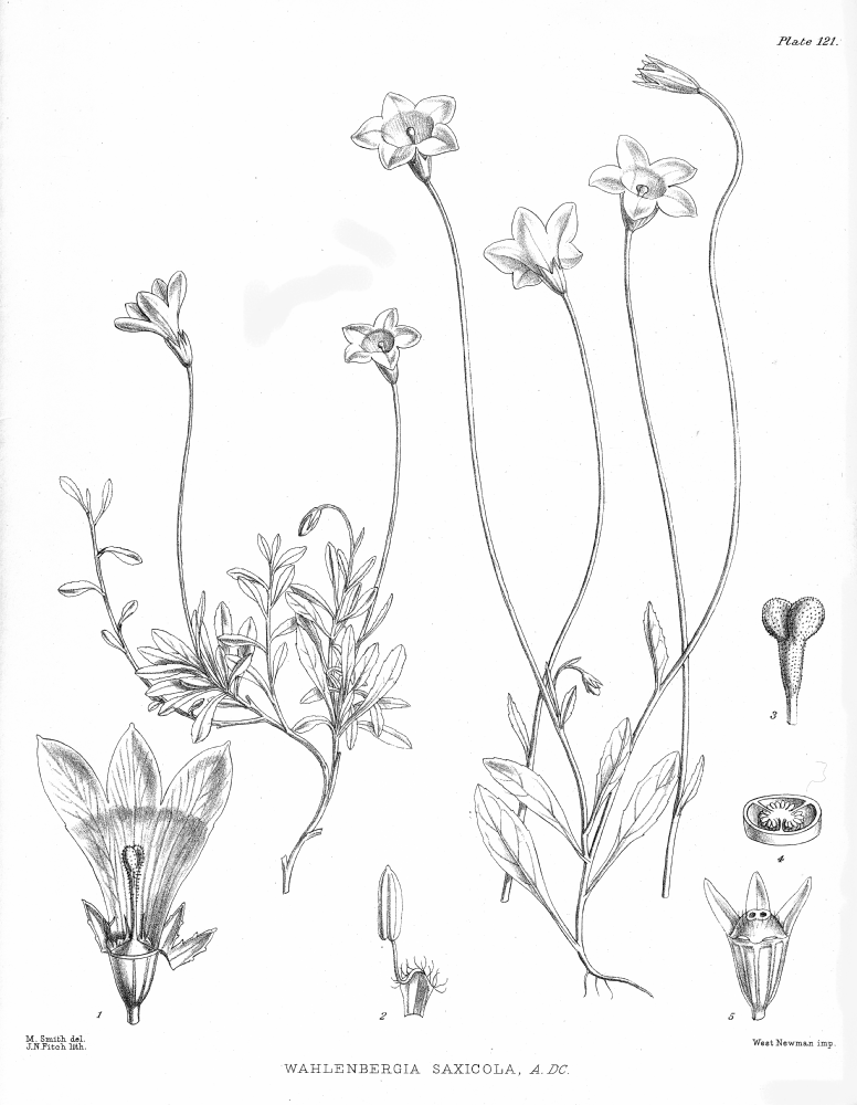 Campanulaceae Wahlenbergia saxicola