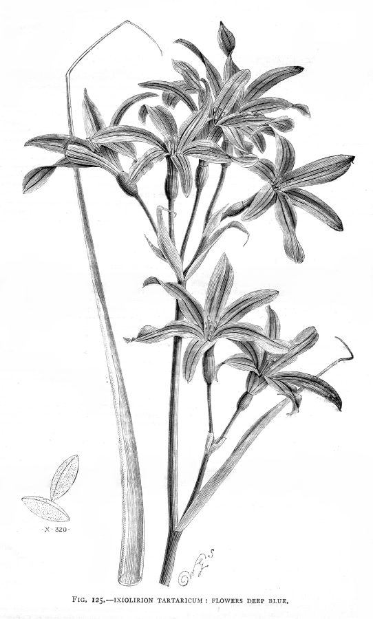 Ixioliriaceae Ixiolirion tartaricum