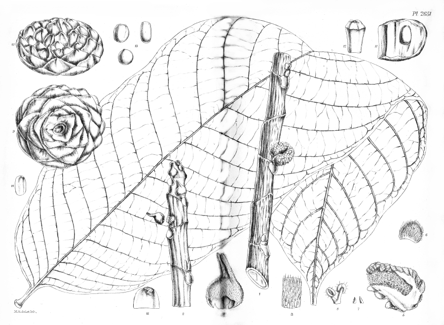 Moraceae Castilla tunu