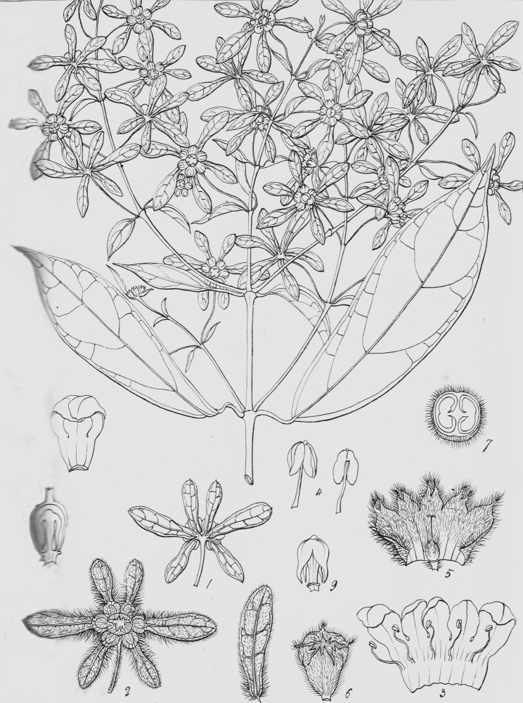 Lamiaceae Sphenodesme jackiana