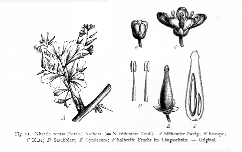 Nitrariaceae Nitraria retusa