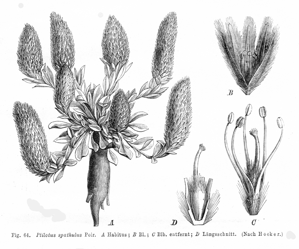 Amaranthaceae Ptilotus spathulatus