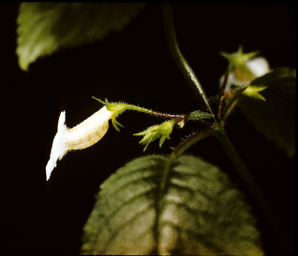 Gesneriaceae Achimenes candida