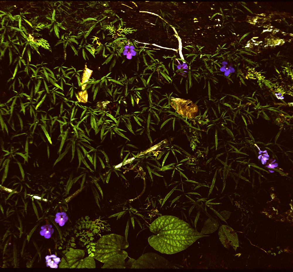 Gesneriaceae Achimenes cettoana