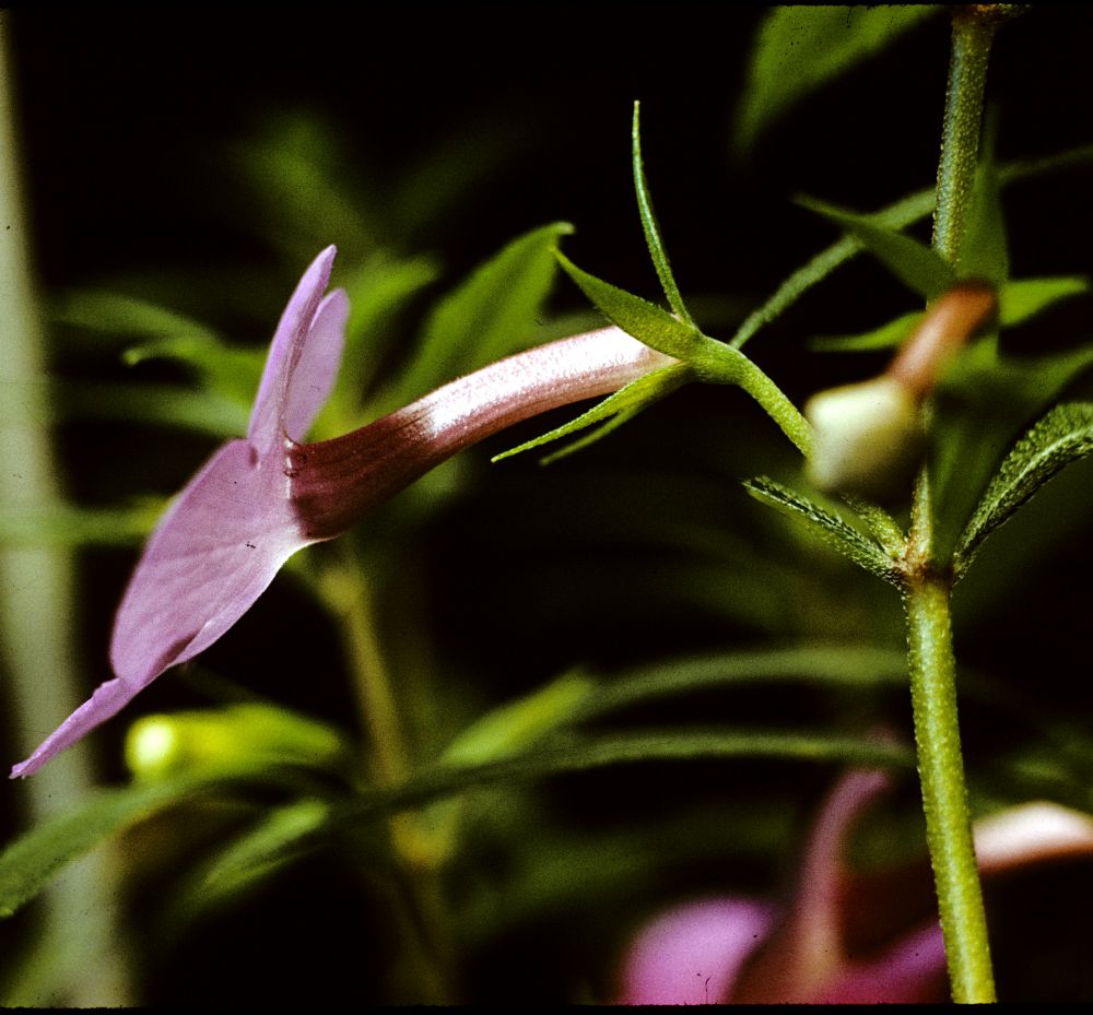 Gesneriaceae Achimenes cettoana
