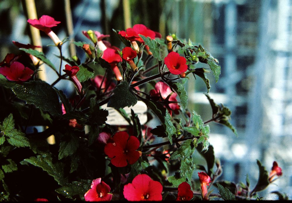 Gesneriaceae Achimenes coccinea
