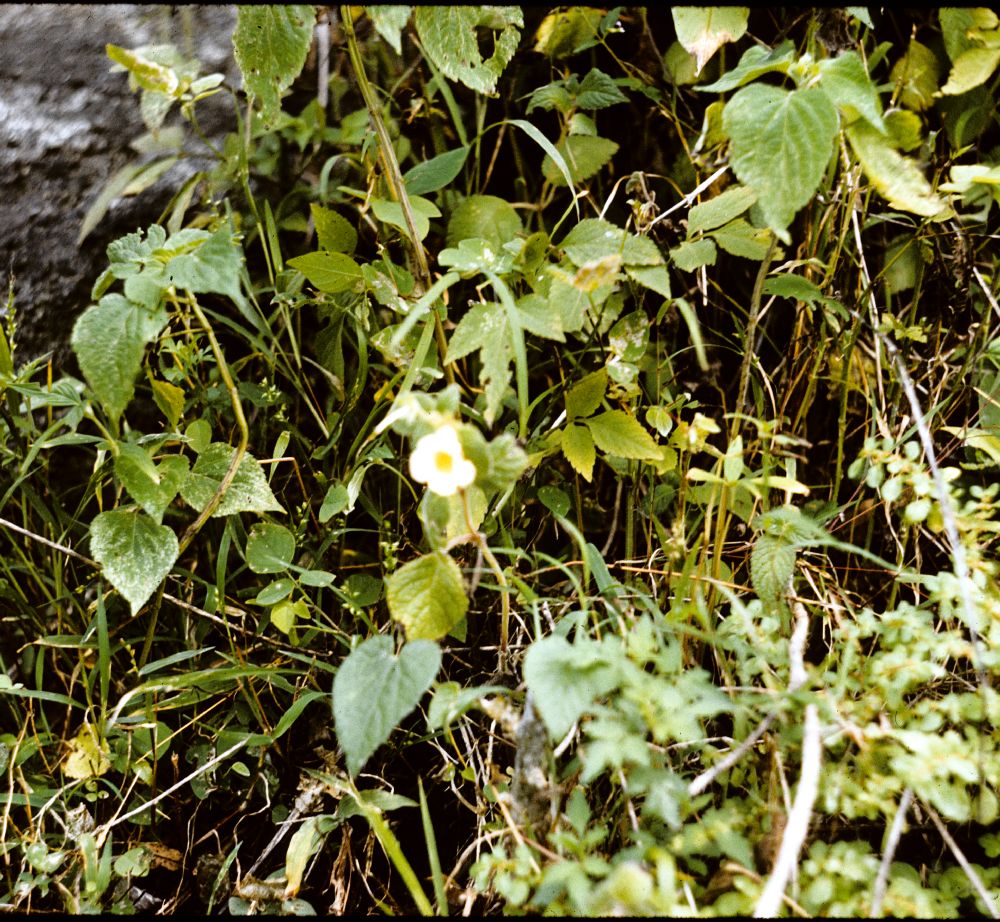 Gesneriaceae Achimenes dulcis