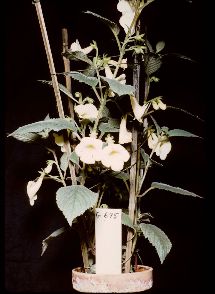 Gesneriaceae Achimenes dulcis